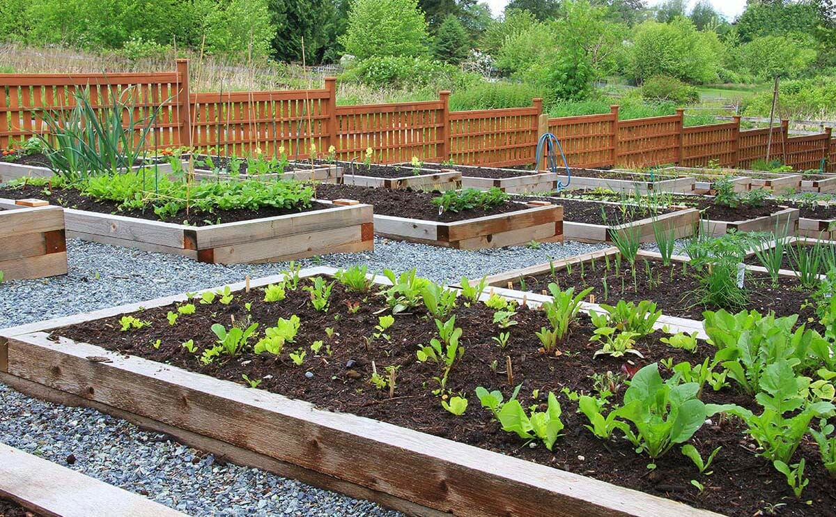 URBAN GARDENING (باغبانی شهری)